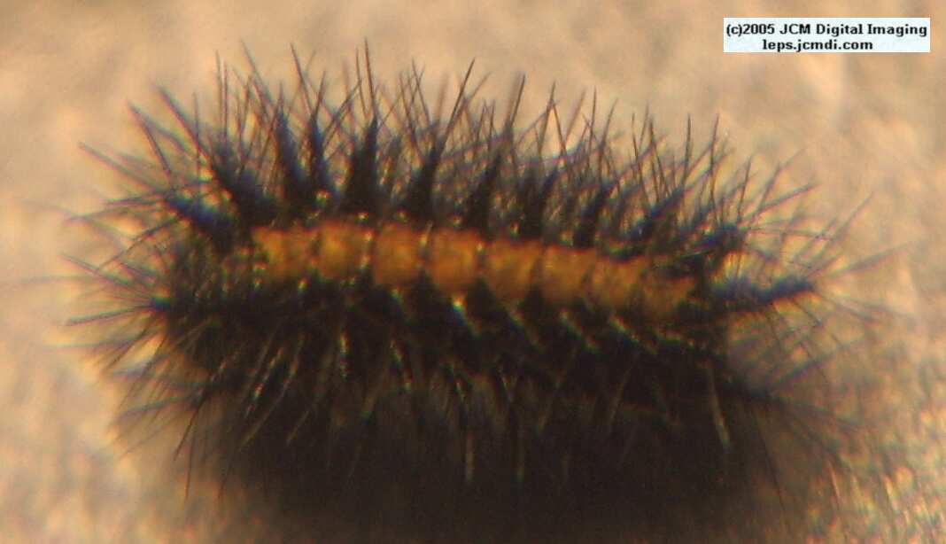 Chalcedon Checkerspot (Euphydryas chalcedona) hibernating 2nd / 3rd instar larvae